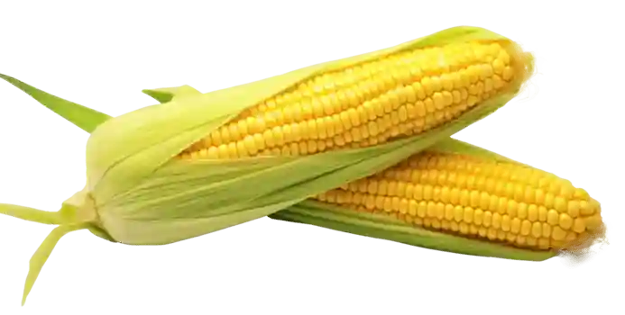sweet corn 1kg