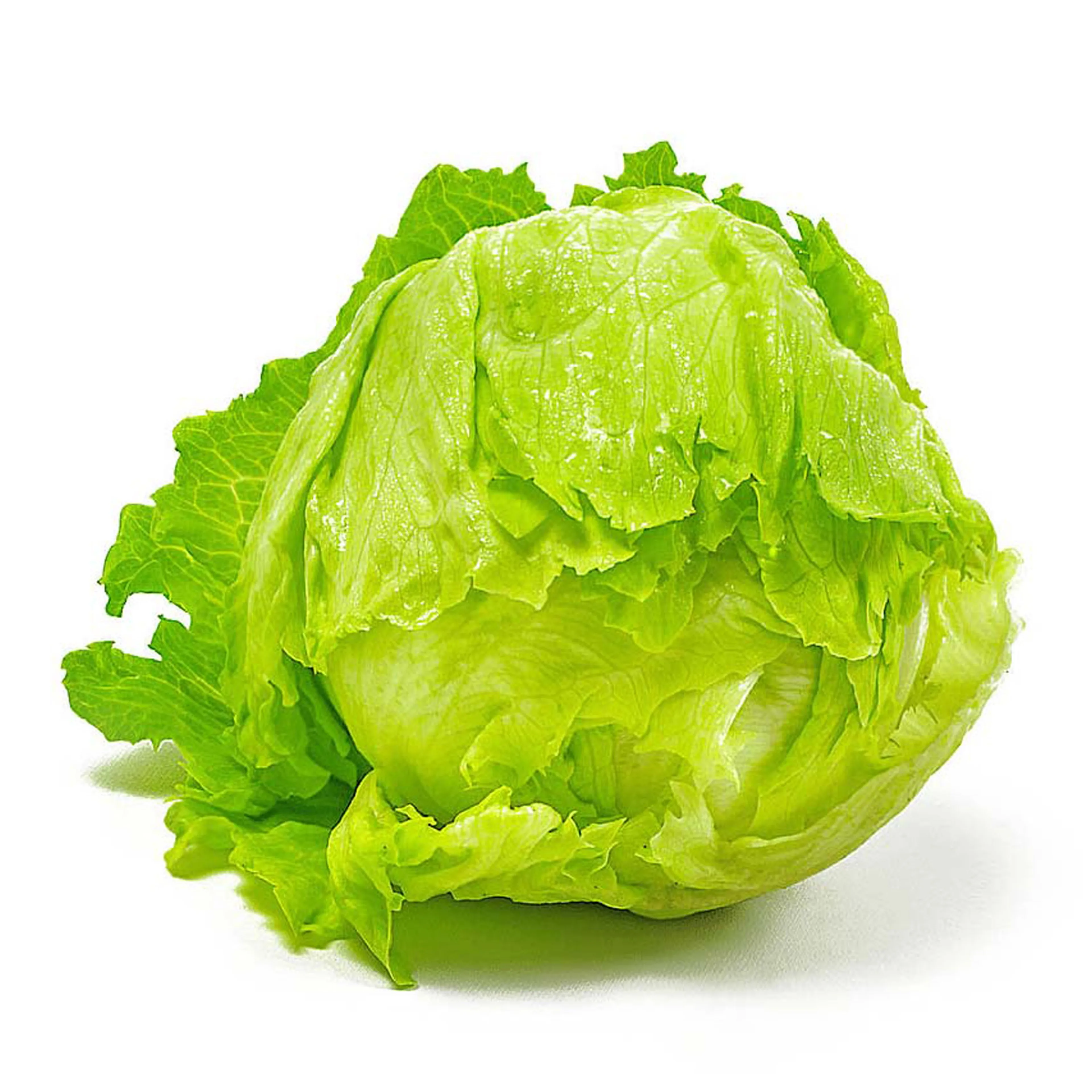 LETTUICE ICE BURG KG