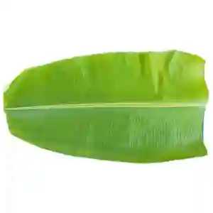 Banana Leaf