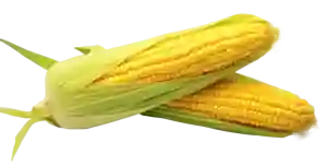 sweet corn 1kg